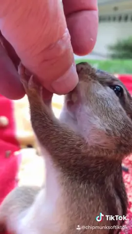 Squishy❤️ I love these beautiful animals #fyp #lifeisbeautiful #baby #animallover #wildlife #squishy #chipmunk