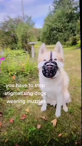 just a good boy muzzle training in his backyard ❤#YouHavetoStop  #VoiceEffects #fyp #foryou #foryourpage #dogsoftiktok