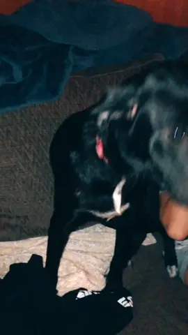 We may have a love and hate relationship😅#dogo #doggie