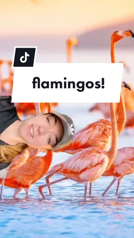 go flamingos ! #flamingo #ScienceAtHome #funfacts #edutok #animals #flamingofan