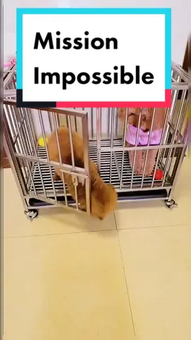 Wait!!! That should be my dinner😳😅😢cleverdog #missionimpossible #funny #funnyvideos #dogofwisdom #dog #poodle