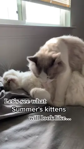 There are 3 possible color patterns for Summer's kittens