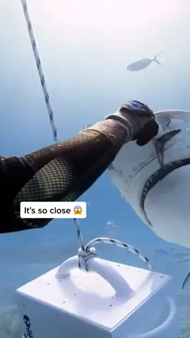 This diver is so fearless (🎥: Szilard Janko via Storyful) #shark #feeding #fish #brave #dinnertime #handfeeding