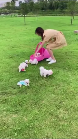 She picked up many dogs🐶 on the lawn #dogs #pets #puppy #pomeranian #PetsOfTikTok #fyp #foryou #cute #funnyvideos