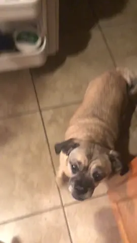 #pugs #WhatsPoppin