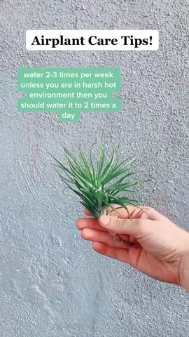 here are some care tips!! #foryoupage #fyp #QuickRecipes #plantsoftiktok #plantsmakepeoplehappy #quickrecipes #plantstuff #succulentsbox #plants