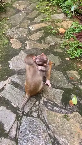 Brothers are fighting😂#monkey#animal#animalsoftiktok #for