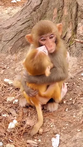 Good brother 👍#animal #monkey#animalsoftiktok #for