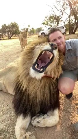 I am definitely happiest when he’s by my side! George 🦁🐾🧡 #lion #shandorlarenty #tiktoksouthafrica #foryoupage #wildlife #MyPride #Love #fyp