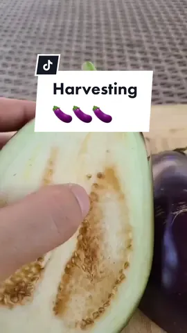 how to know when your 🍆 is r i p e #garden #tiktokpartner #LearnOnTikTok