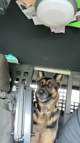 Spartans!!!   ##spartans #foryoupage #sheriffsdeputy #k9officer #fyp #fy #bored #forfun #tiktok #dogsoftiktok #germanshepherd #foryou #rainyday