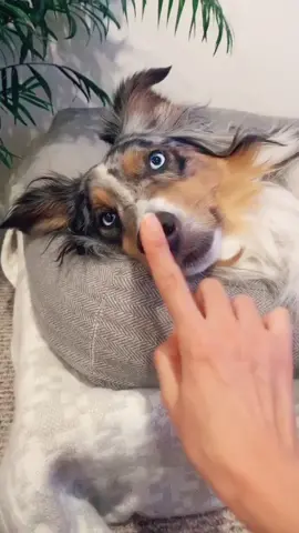 Bowie’s already plotting on how to BOP me right tf back 😂 #bopit #dogsoftiktok #fyp