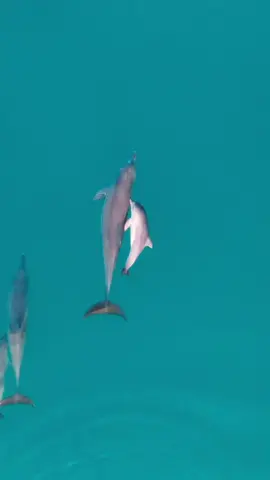 baby dolphin learning how to swim! the dolphin brain is the second most powerful and complex after the human brain so I believe they feel all emotions