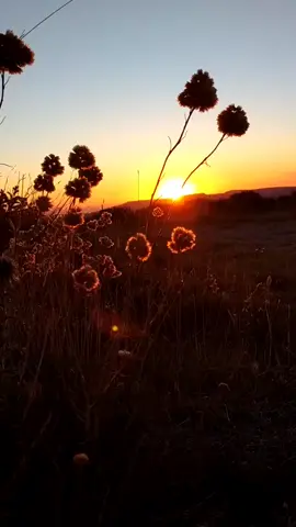 QUE ESPECTACULAR ESTE AMANECER. 🥰 #amanecer #myorit #casacomun #floressilvestres #jovi35