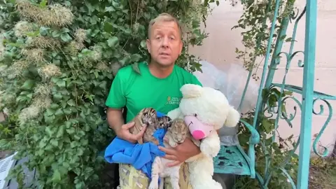 Родились тигрята #лев#львы#львята#тигр#тигры#тигрята#животные#милыеживотные#милота#звери#паркльвовтайган#зоо#зоопарк#олегзубков