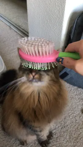 trying this again... same challenge different cat #dontpetchallenge