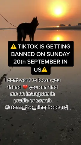 Instagram in profile or @storm_the_kingshepherd_ #fyp #banned #tiktok #sad #proof #doglover #meetmypet #stormthekingshepherd #thisisbliss #foryou #gsd
