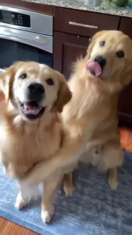 Me & my brother 👬❤️ #savagelovechallenge #goldenretriever #fyp #dogsoftiktok #adorablepets #petlife #siblingcheck #dogperson #PumpkinSeason