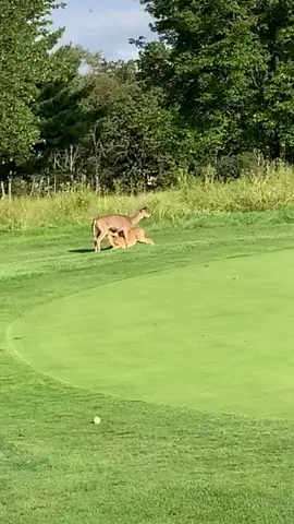 WAIT WHAT ??!!!. 🦌 #Fyp #foryou #vegastiktok #golf #golftiktok #wow #🦌