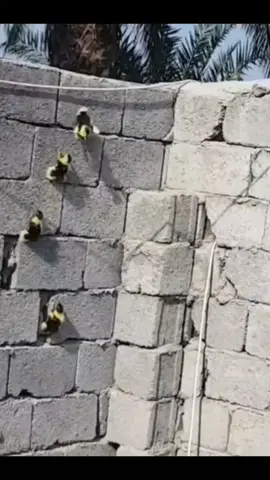 #🐣🐥 #🦆 #Have you ever seen a duck that can climb a wall? Funny, pet#tiktok #cute #foryou