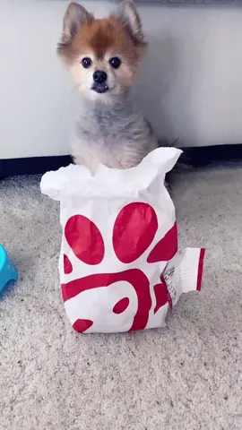 Loves his Chick Fil A #chickfila #HeyAngel #fypシ #foryoupage #dogsoftiktok #pomeranian #boostyourmood #pommom #lunchtime