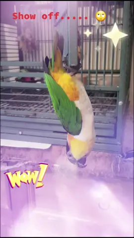 #petlover #parrotlove #bird #viral_video #PetsOfTikTok #parrotsoftiktok #fyp #foryoupage #parrot #iloveparrots #viral #caiques #parrotsworld #animals