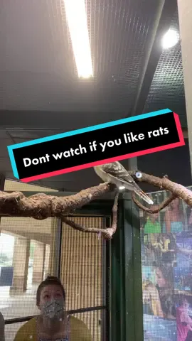 Well SOMEONE was happy about her dinner #laughingkookaburra #kookaburra #australia #fyp #foryou #youpage #fypage #foryoupage #zoo #zookeeper #animals