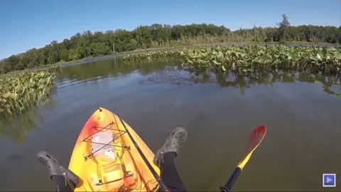 He got airborne! How big you think he was? New vid is now live, link in bio #fish #fishing #bass #fyp #foryou
