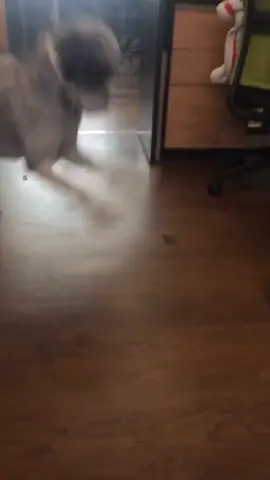 Ways to entertain our dogs while at work... #PetThings #dog #animalshelter #PetsOfTikTok #animals #foryou #foryoupage #fyp #cute #pet #