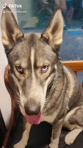 DON’T LET THIS FLOP. #PetThings #HelloFall #fyp #foryoupage #foryou #PetsOfTikTok #DogPerson #AnimalPerson #trending #viral #acowboyneedsahat #gooddog