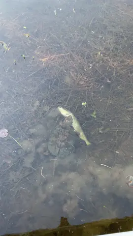 RIP to this little Northern...🥺#chumbawamba #snappingturtle #yeeyee #maine #goodnight #207 #pike