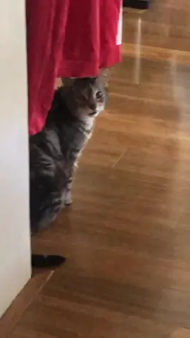 Leave him alone for 1 minute 🤦🏻‍♀️ #catsoftiktok #PetThings #fyp #catnoise