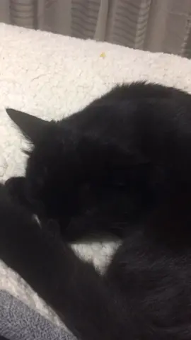 #blackkitties #lovecats #purr