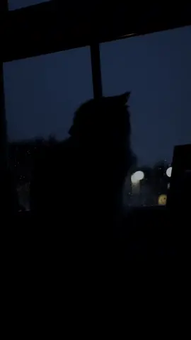 love rainy nights #fyp #cat #rain