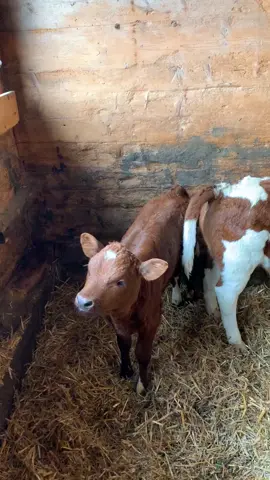 Tiny baby cows on a small Swiss farm🇨🇭 #cows Baby #Babyanimals #cute #farmer #farm #travel #travelbucketlist #travellife #europe #switzerland #fyp