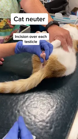 Surgical footage. Cat neuter. #tiktokvet #veterinarian #cat #neuter
