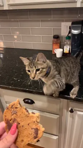 My cat really likes human food #kitten #kitty #catsoftiktok #bitethecorner #youcantakeasmallbite #kittensoftiktok #funnycat #funnycatsoftiktok #funny