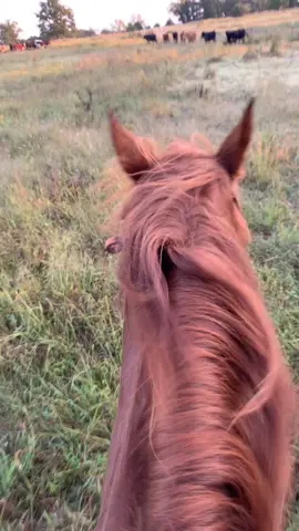 cowboy shit