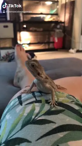 Repost of our first TikTok that had 300k+ views. Interpretive dance performed by Nix set to Hey Ya! by OutKast ✨ #beardeddragon #reptile #avibe #fyp
