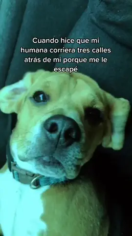 Literal nos acaba de pasar! no confíen en sus perros🤣 #mascotasdetiktok #todoscometemoserrores