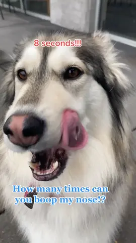 #boopsnoot #boop #boops #fyp#drake #boopthedog #doggyboop