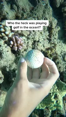 Did somebody lose a golf ball?? #fyp #foryou #diver #diving #ocean #golf