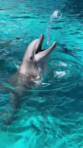 Dolphin play #nonreleasable #dolphin #play #animallover