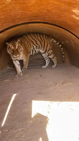 Zion hates mornings 👎 #Zion #tiger #sleepy #cuteanimals #animals #fyp