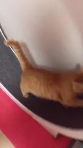 Me tryna workout like 😵💪@mickykardashian #9gag #funny #foryou #foryoupage #fyp #workout #cat #PetsOfTikTok #catsoftiktok