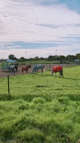 Horse paradise 🥰 #paddockparadise #naturalhorsemanship #horses #paard #paarden #horsesoftiktok #horsesontiktok #equestrian #pferdeliebe