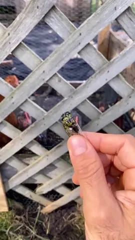He never stood a chance. #food #chickens