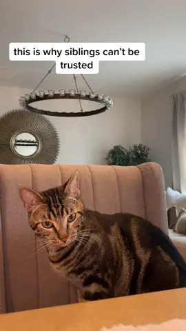 Wait for it 🥴 #fyp #foryou #foryoupage #catsoftiktok #Fashion101 #OikosOneTrip #HalloweenAtHome #duet #trending