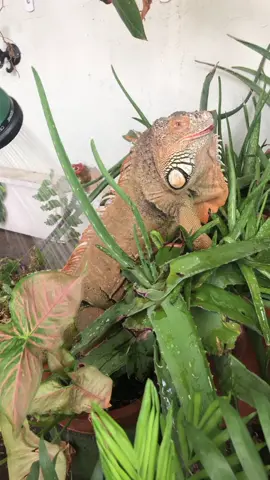 Iguana bath. He loves them. #PetsOfTikTok #iguana #splishsplash #fyp #fypシ #foryou
