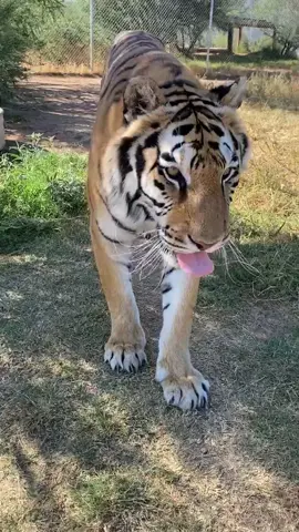 You’ve been blessed with a chuff from Harmony 🥰 #tiger #bengal #chuff #hello #cute #cuteanimalsoftiktok